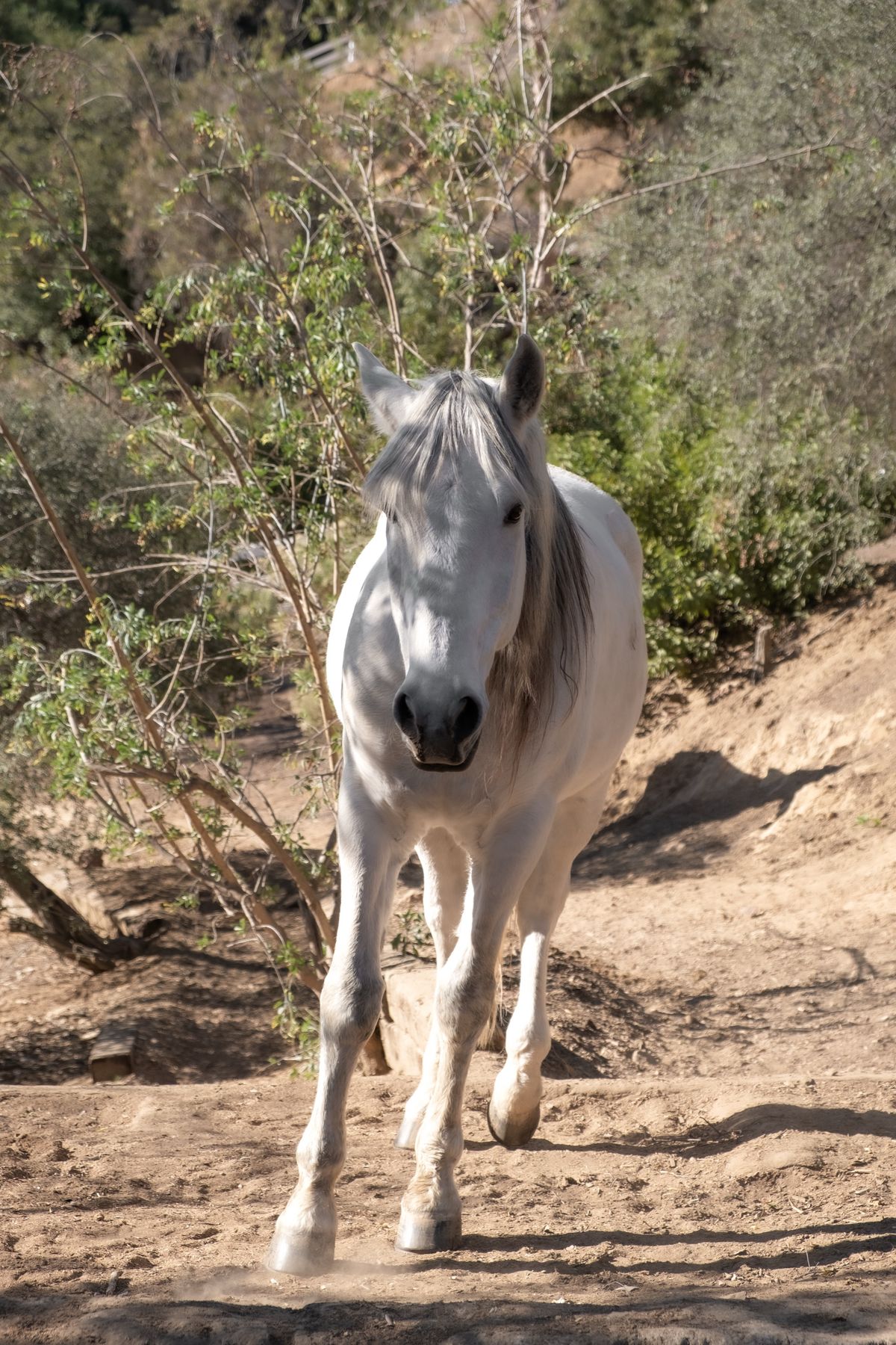 White horse walking down a hillside trail at La Esperanza Ranch, Topanga Canyon